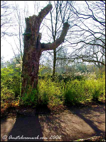 Kunstwerk der natuur