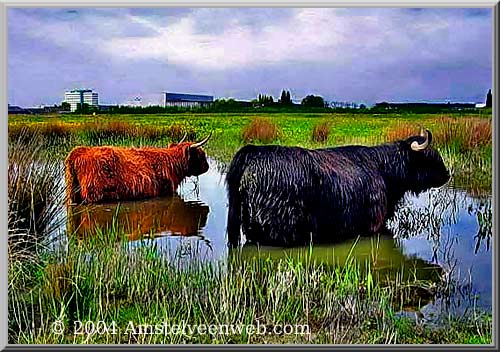 Schotse Hooglanders