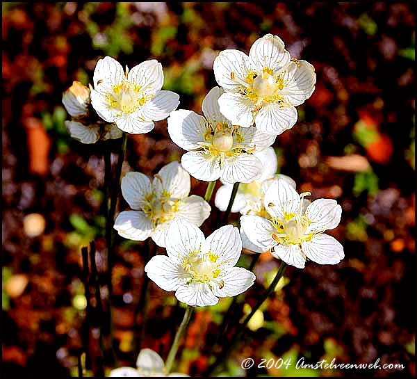 Parnassia