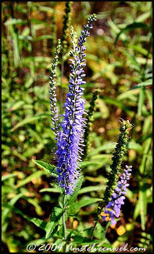 Aar-ereprijs (Veronica spicata)