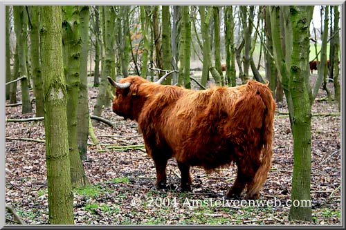 Schotse Hooglanders