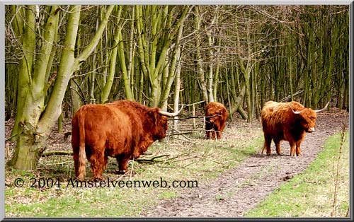 schotsehooglander-1