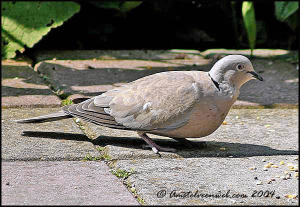 Turkse tortelduif