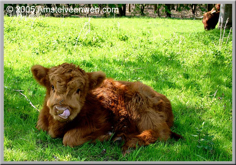 Schotse Hooglanders