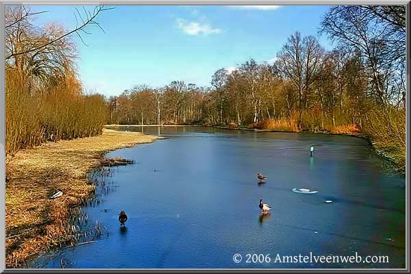 Veenplas eenden