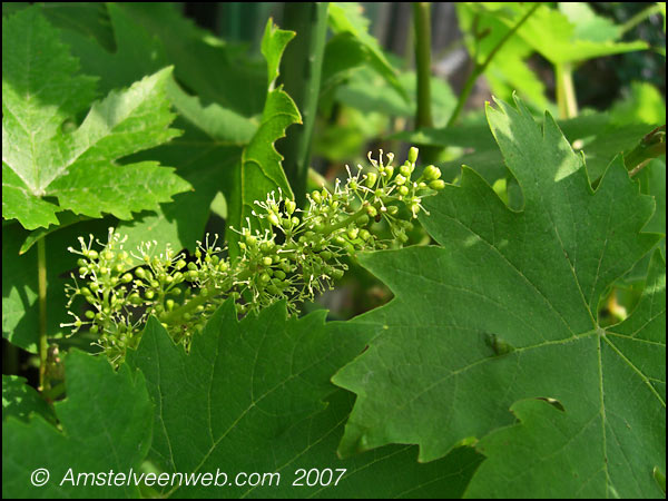 Wijngaard de Amsteltuin  