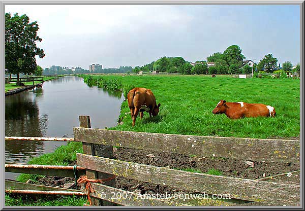 Koeien Amstelveen