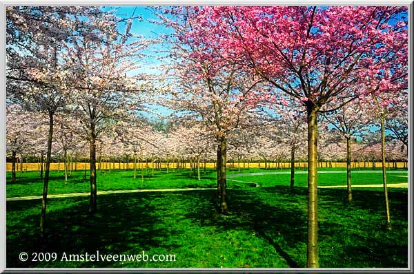 Cherry Amstelveen