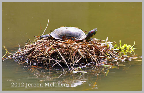 schildpad Amstelveen