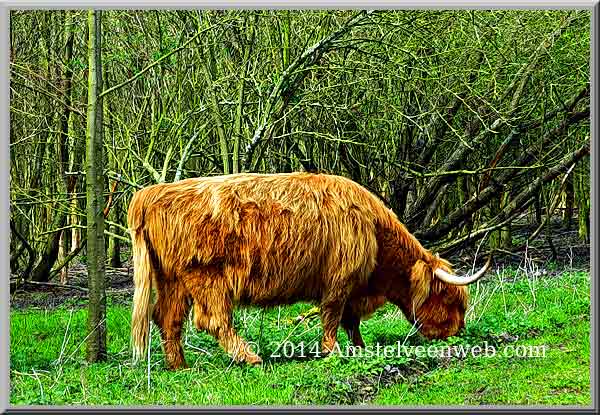 Schotse Hooglanders