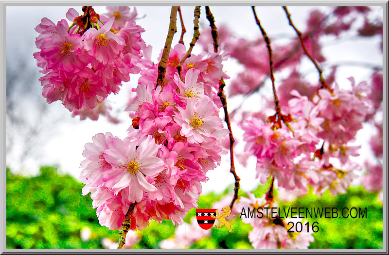 Kersenbloesem FestivalCherry Blossom