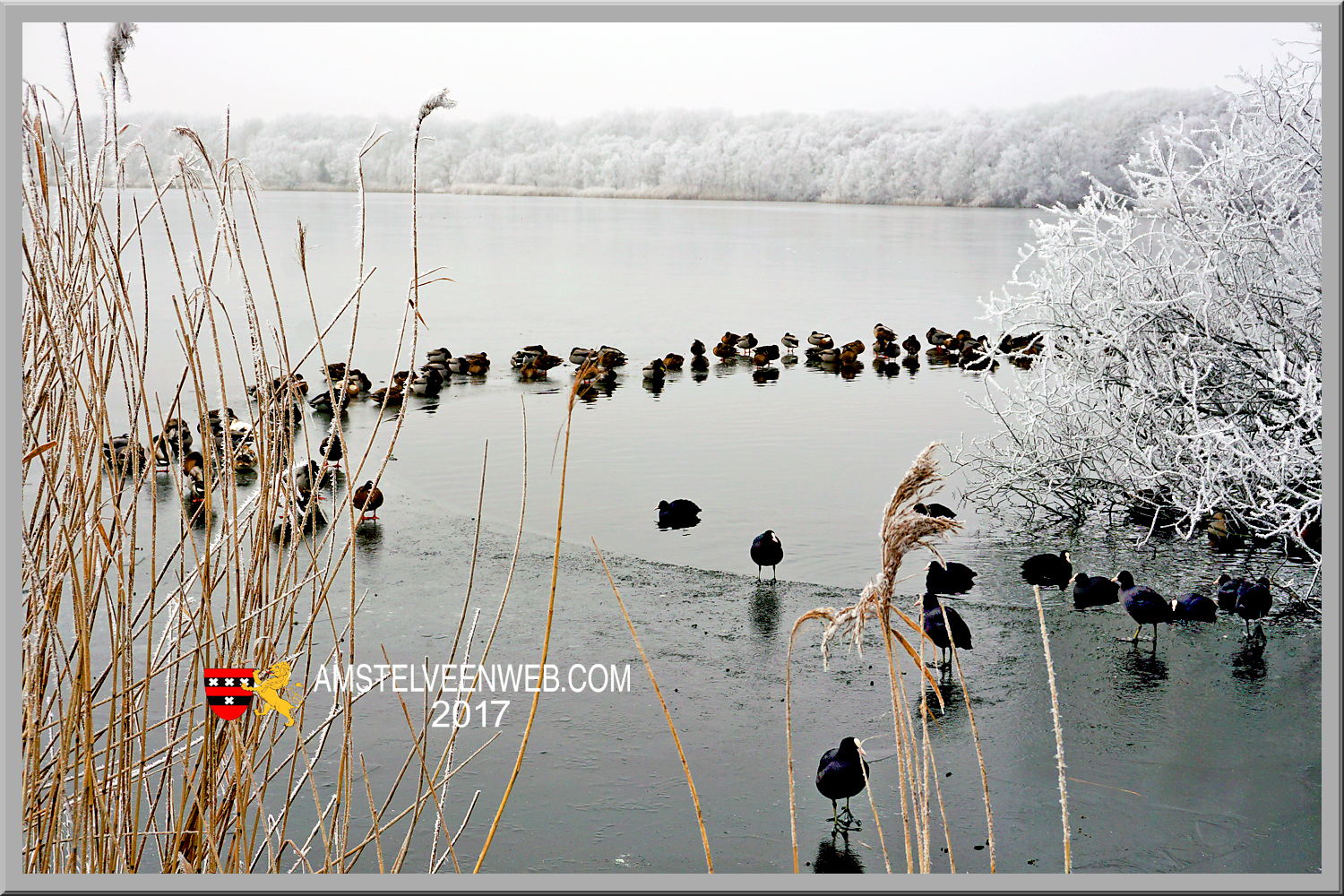 Vogels rond de Poel