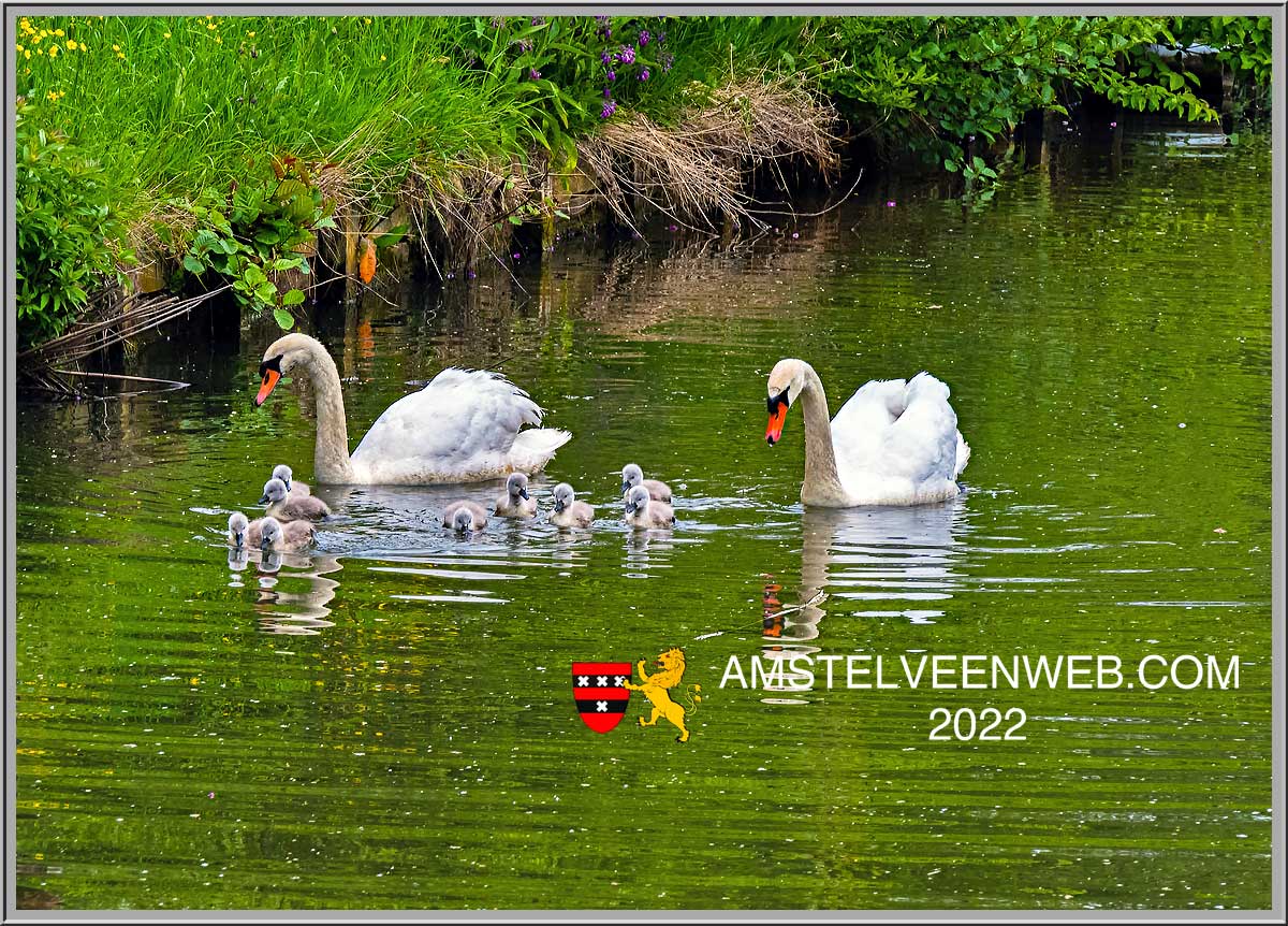 Zwanen in Westwijk