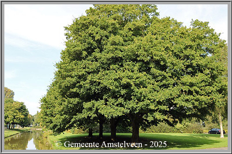 Waardevolle bomenlijstvoor extra bescherming