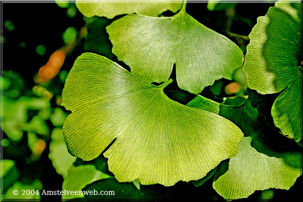 Japanse ginkgo Amstelveenweb