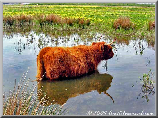 Hooglander  Amstelveen