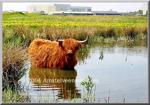 Hooglander Amstelveen