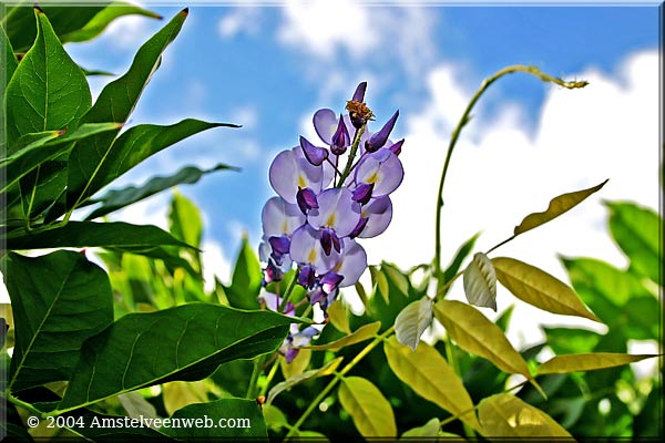 Wisteria floribunda Amstelveenweb