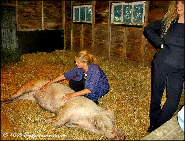 2005-Massagesalon-varkens