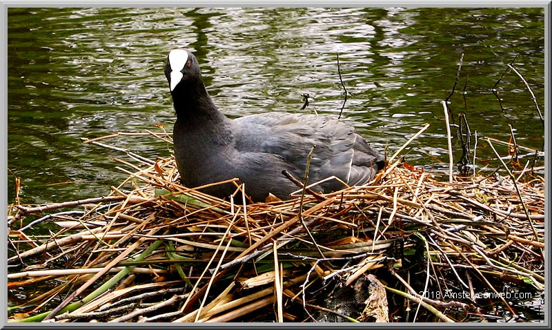 schildpad Amstelveen