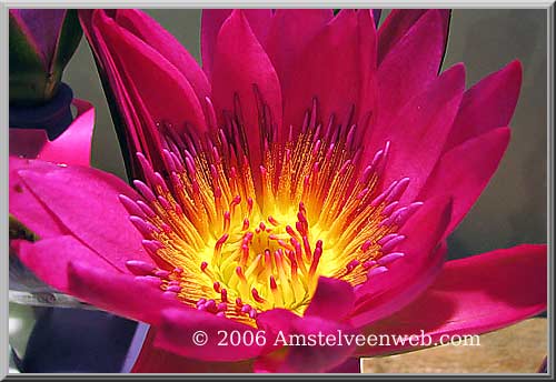 Aalsmeer Amstelveen