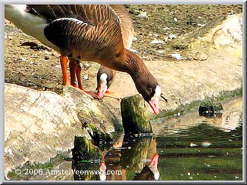 Broersepark Amstelveen