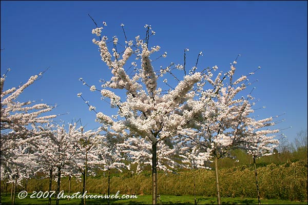 Cherry Blossom Amstelveen