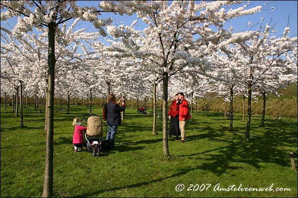 Cherry Blossom Amstelveen