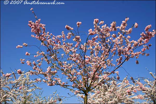 Cherry Blossom Amstelveen