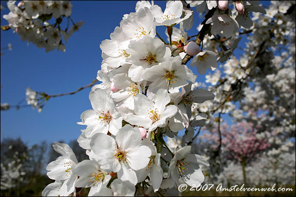Cherry Blossom Amstelveen