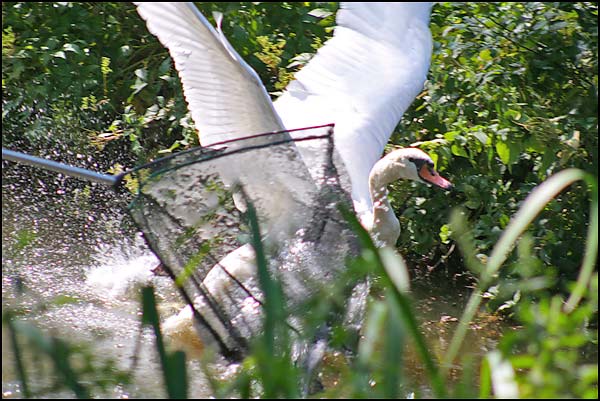 Zwaan Amstelveen