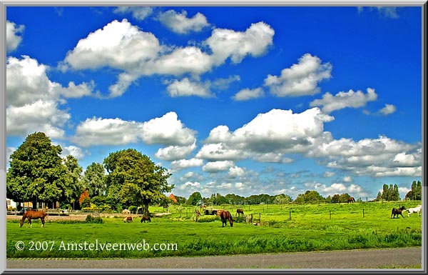 Paarden Amstelveen