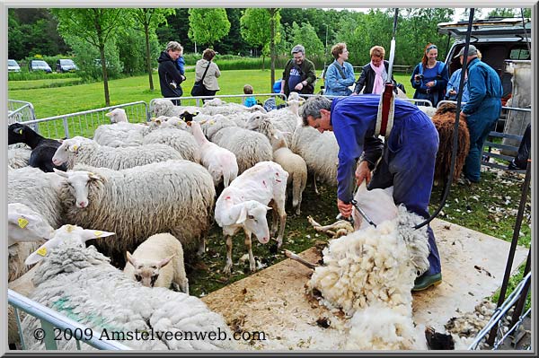 schapen Amstelveen