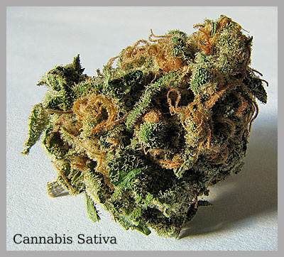 Cannabis Amstelveen