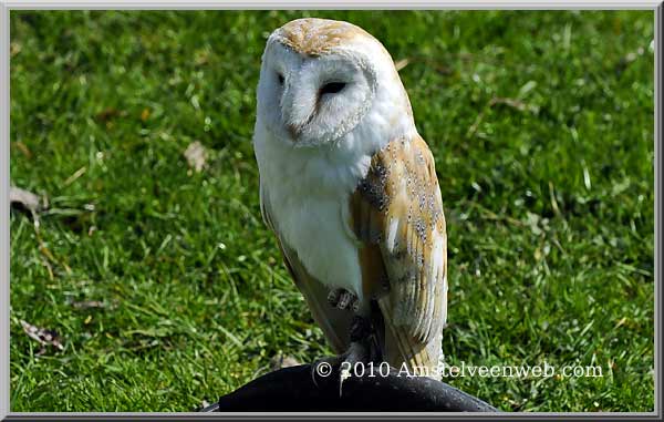 Elsenhove roofvogel Amstelveen