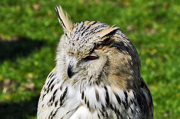 Elsenhove roofvogel Amstelveen