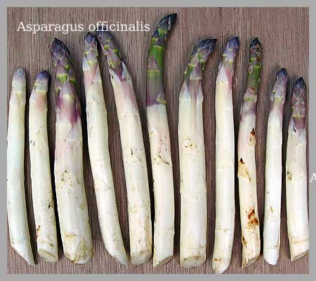 Asperges  Amstelveen