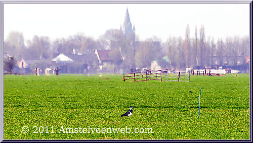 kievit Amstelveen