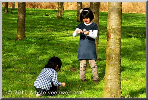 Cherry Blossom Amstelveen