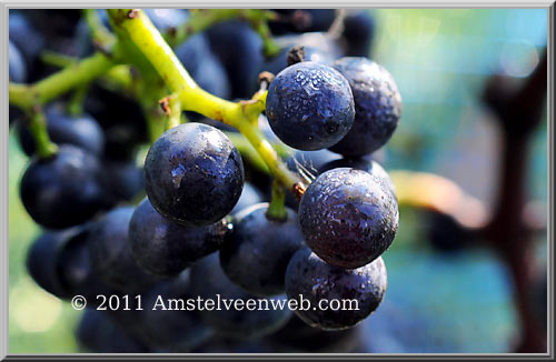 amsteltuin Amstelveen