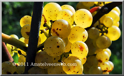 amsteltuin Amstelveen