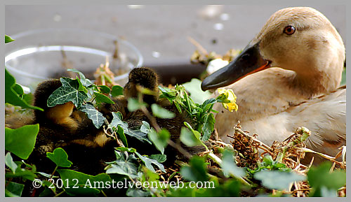 eend Amstelveen