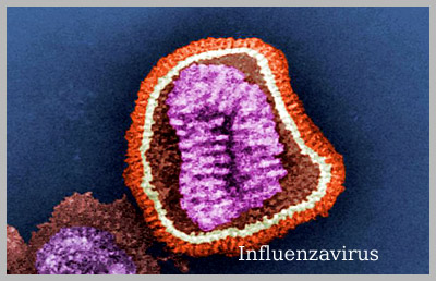 Influenzavirus Amstelveen