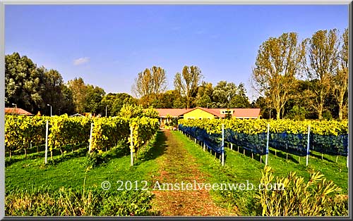 wijnoogst Amstelveen