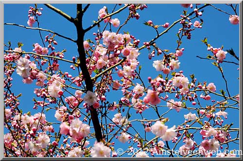 cherryblossom Amstelveen