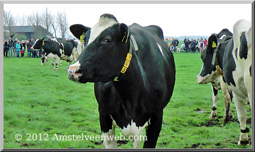 koeiendag Amstelveen