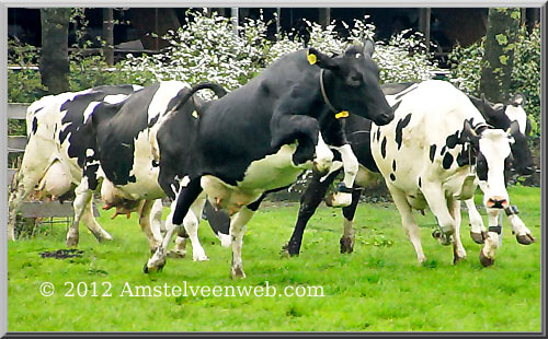 koeiendag Amstelveen