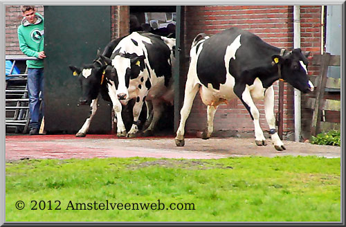 koeiendag Amstelveen