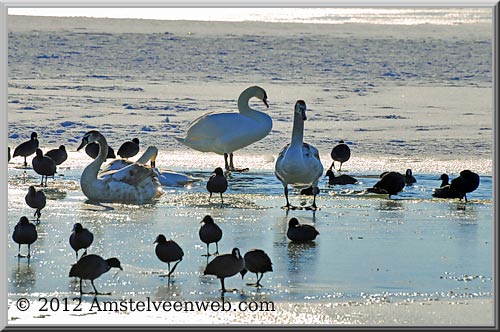 landijs Amstelveen