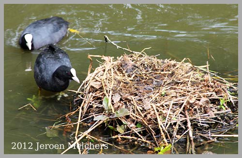 schildpad Amstelveen